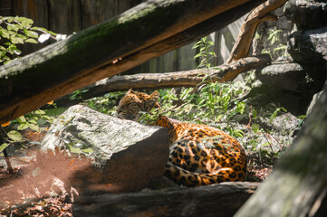 Sleeping Leopard (Panthera pardus) at Eberswalder Zoo, Germany. China-Leopard or Amur leopard...