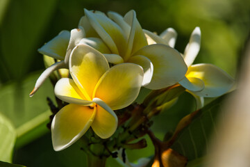 Tempelbaum, Frangipani