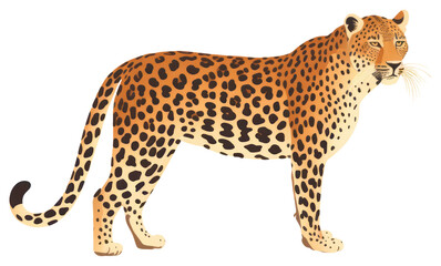 PNG Leopard wildlife cheetah animal.