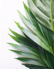 Obraz premium A banner decorated with fresh, green tropical leaves, placed on a clean white background, generative ai