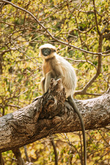 Goa, India. Funny Gray Langur Monkey Sitting On Of Tree