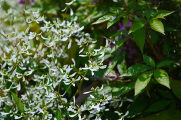 Fototapeta premium Flower of Euphorbia hybrid 'Diamond Frost'