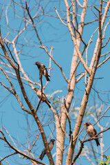 Goa, India. Rosy Starling Birds Sitting On Branches Of Tree On Backgroung Of Blue Sky