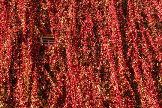 full frame view to a climbing ivy plant in autumn red foliage