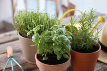 Different herbs growing in pots on wooden table, closeup