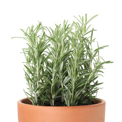 Aromatic rosemary plant in pot isolated on white