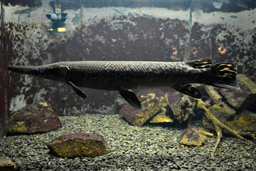 Colorful animals that live in aquarium for freshwater animals and fish. A large green freshwater...