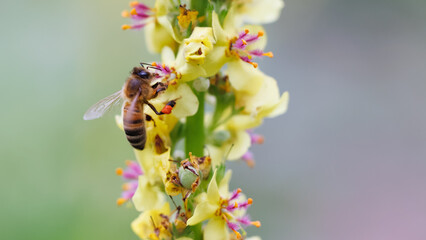 Abeille qui butine