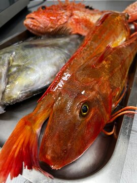 Red fish
