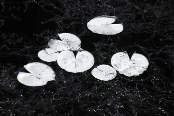 back and white lily pads in infrared 