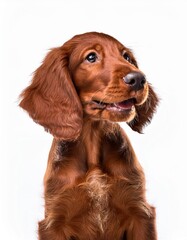 笑顔のアイリッシュ・セターの子犬のポートレート（Portrait of a smiling Irish Setter puppy on white background）
