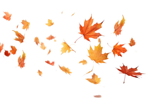 PNG Autumn leaves backgrounds maple plant.