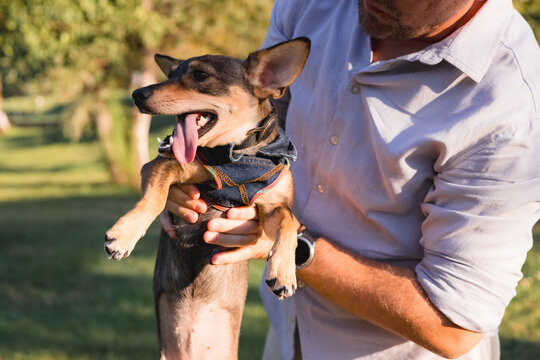 Smiling middle-aged man walks and plays with a small dog in public park