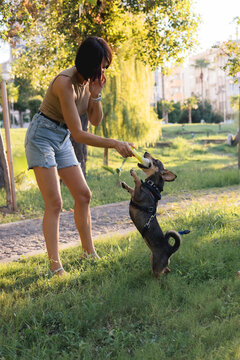 Smiling young woman walks and plays with a small dog in public park,