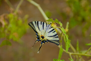 butterfly on a leaf