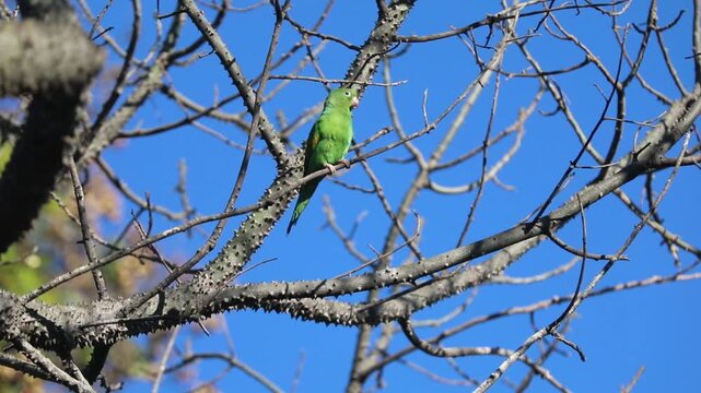 Small isolated green parakeet perched on tree branch with blue sky background
