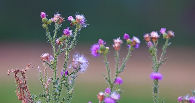 Close up of the carduus acanthoides, or the spiny plumeless thistle plant during summer, in full bloom, with its purple flowers and fluffy fruiting
