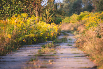 Fototapeta premium Jesienny krajobraz z drogą i żółtymi kwiatami nawłoci. 