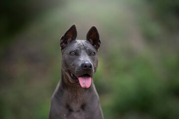 Thai ridgeback dog detail of head