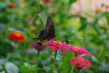 butterfly on flower