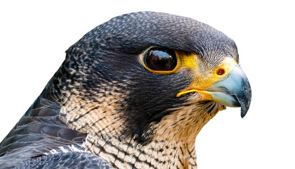 Fototapeta premium Close-Up of a Peregrine Falcon's Intense Gaze on white background
