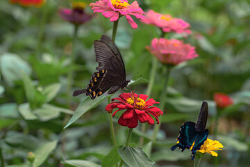 butterfly on flower