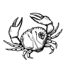 Krebs, Krabbe, Taschenkrebs, Zeichnung, handgezeichnete Bleistift-Illustration, transparenter Hintergrund, PNG