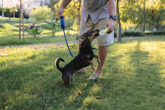 Smiling middle-aged man walks and plays with a small dog in public park