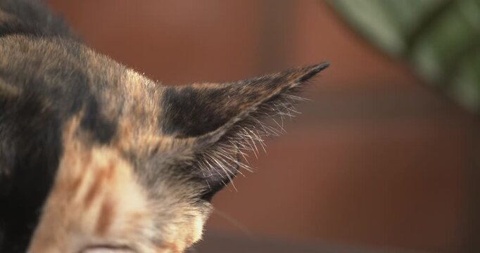 Extreme close-up of chimera cat moving ear during nap. Show eyes with yellow amber iris. Split-faced black and ginger feline looks at camera with pink nose, white muzzle and long whisker.