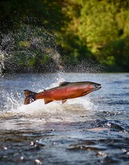 Fototapeta premium A powerful salmon leaps energetically from the sparkling river, showcasing its strength