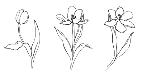 Spring flowers - Tulips. Vector hand drawn illustration of blossoming tulips and bud on isolated background. Bundle with outline drawing of leafs. Sketch in line art style painted by black inks. © Ekatmart