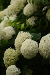 Blooming hydrangea white Annabelle flowers closeup. Hydrange starts to bloom.