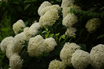 Blooming hydrangea white Annabelle flowers closeup. Hydrange starts to bloom.