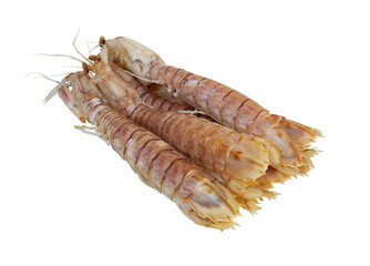 Several mantis shrimps isolated on white background	