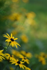 Rudbeckia yellow flowers on bokeh flowers background, black eyed susans, bokeh empty space for text, floral coneflowers background.
