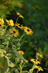Obraz premium Rudbeckia yellow flowers on bokeh flowers background, black eyed susans, bokeh empty space for text, floral coneflowers background. 