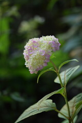 Pink hydrangea flowers among leaves, Hydrangea macrophylla on bokeh garden background.