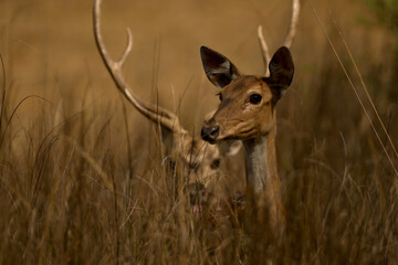 deer in the grass