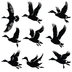 Obraz premium Silhouettes of ducks in various flying positions against a white background.