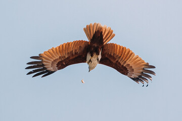 Goa, India. Brahminy Kite Throwing Crab In Flight In Blue Sky