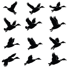 Obraz premium Silhouettes of birds in flight with varied wing positions on a white background.