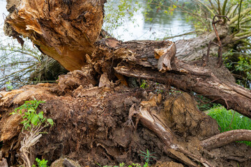 large tree trunk has fallen into the water the trunk is brown and has a rough texture