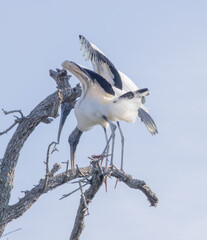 Wood Stork with wings spread