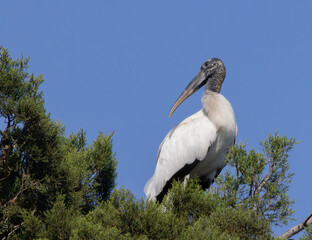 Wood stork in a tree top