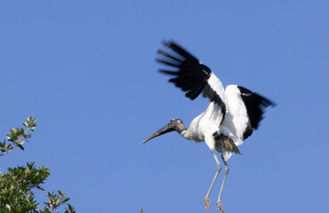 Wood Stork with wings spread