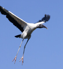 Obraz premium Wood Stork with wings spread