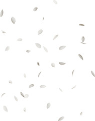 white lotus flower petals