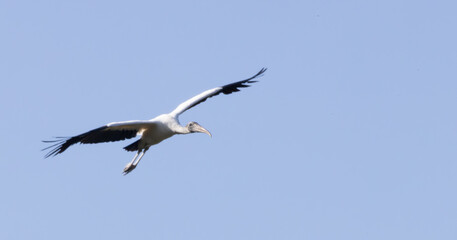 Wood Stork with wings spread