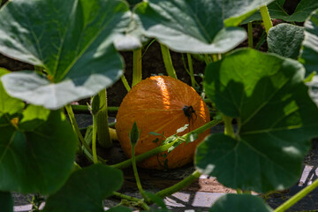 detail of a fresh pumpkin growing