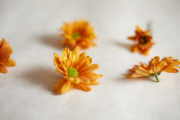 Close up Orange chrysanthemum flowers